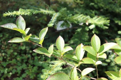 Stewartia pseudocamellia var. Koreana - stewartie pseudokaméliovitá - olistění